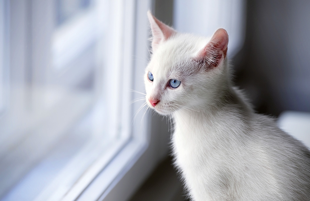 Katze blickt durch Kunststoff-Alu-Fenster nach draußen
