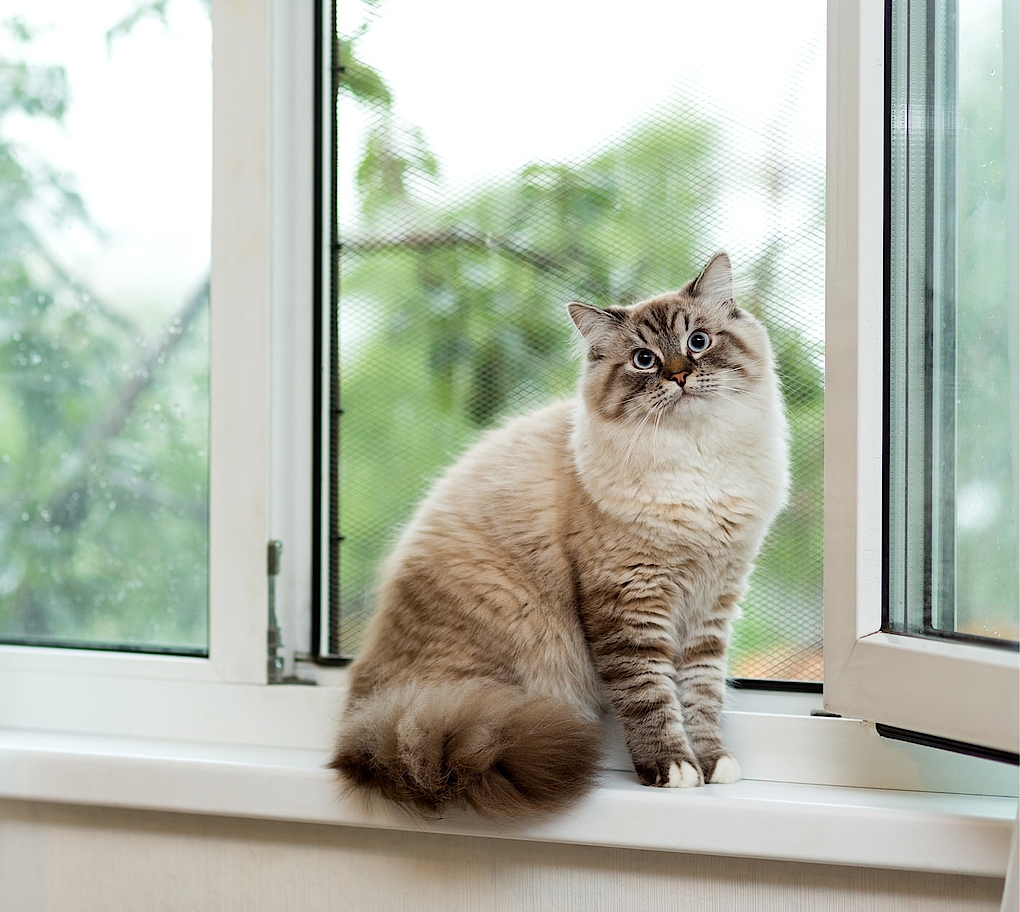 Katze sitzt auf Fensterbank vor geöffnetem Strussnig-Fenster
