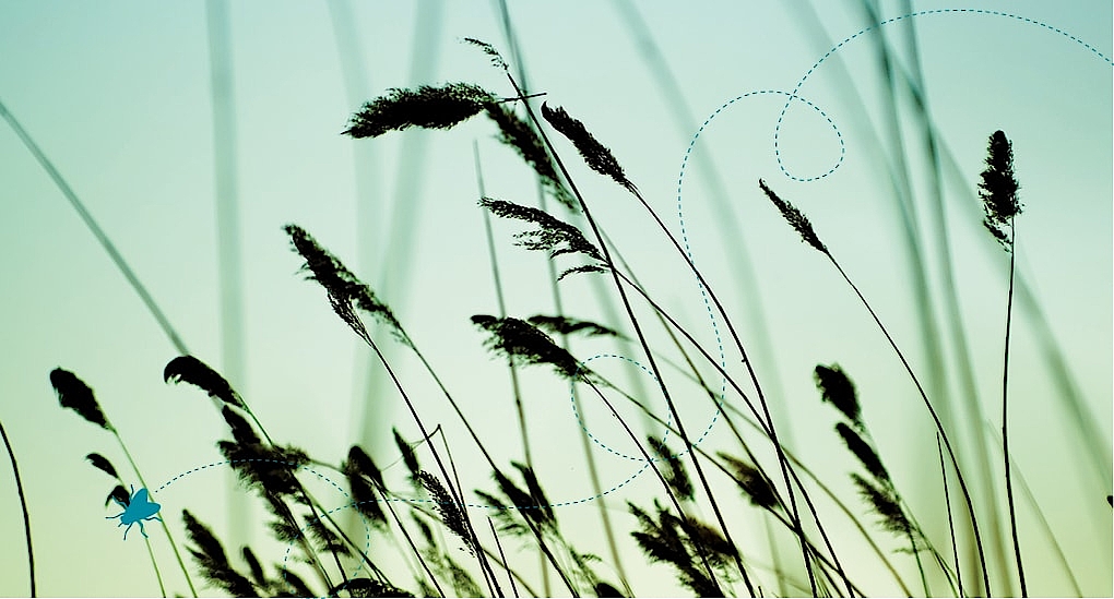 Grashalme im Wind als Symbol für Strussnig-Insektenschutz