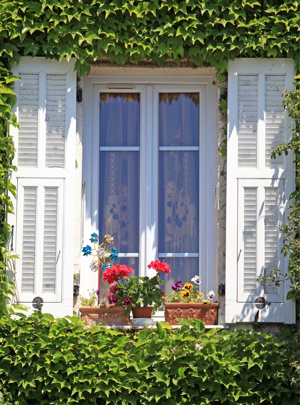 Strussnig Fensterläden, geöfnet, weiß, ansprechend bewachsen