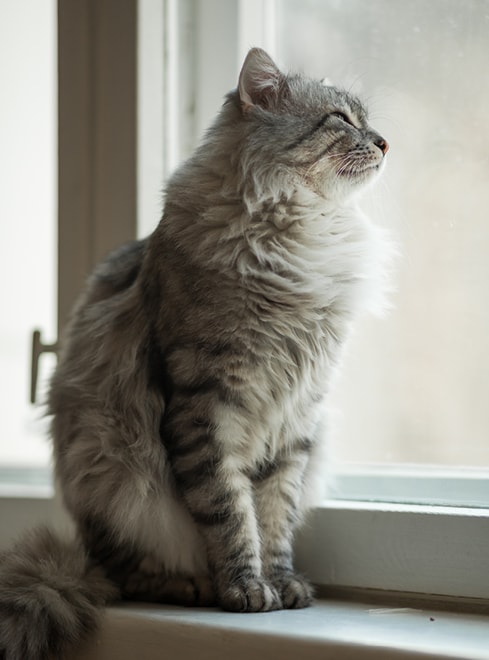 Katze blickt durch Fenster nach draußen